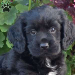Fern, Cocker Spaniel Puppy
