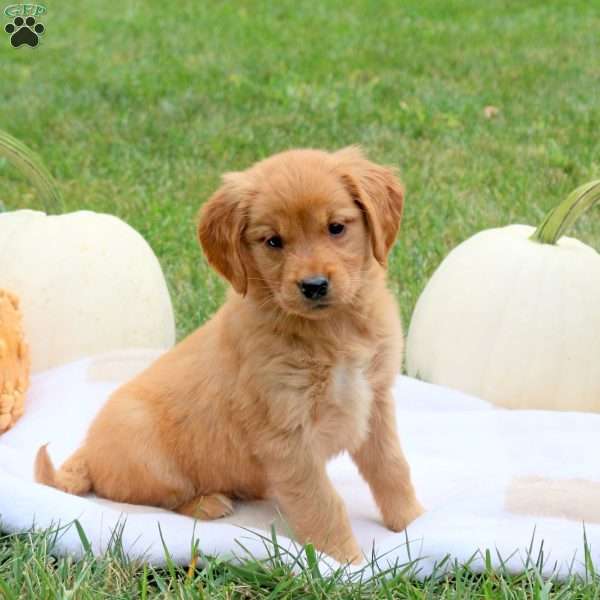 Fig, Golden Retriever Puppy