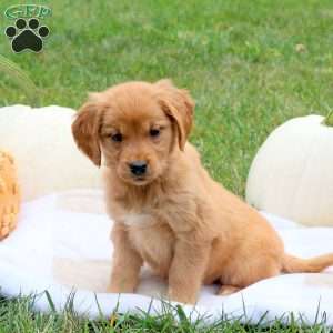 Fig, Golden Retriever Puppy