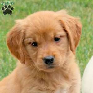 Fig, Golden Retriever Puppy