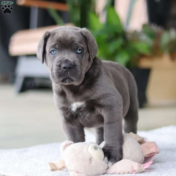 Finn, Cane Corso Puppy