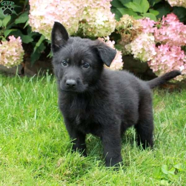 Finn, German Shepherd Puppy
