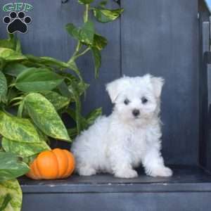 Finn, Maltese Puppy