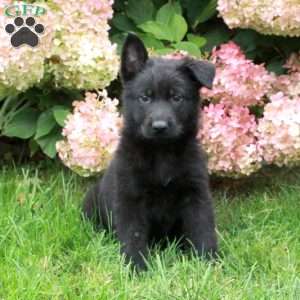 Finn, German Shepherd Puppy