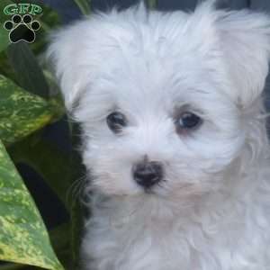 Finn, Maltese Puppy