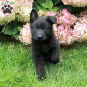 Finn, German Shepherd Puppy
