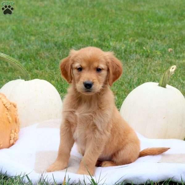 Fiona, Golden Retriever Puppy