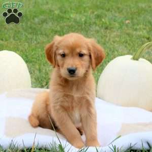Fiona, Golden Retriever Puppy