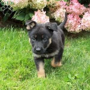 Fiona, German Shepherd Puppy