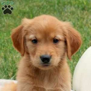 Fiona, Golden Retriever Puppy