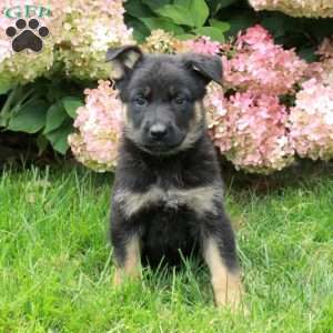 Fiona, German Shepherd Puppy