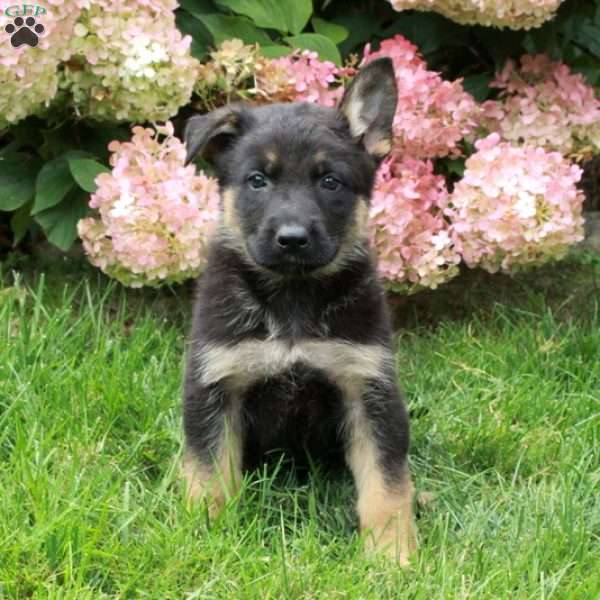 Fletcher, German Shepherd Puppy