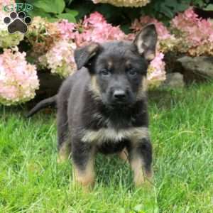 Fletcher, German Shepherd Puppy