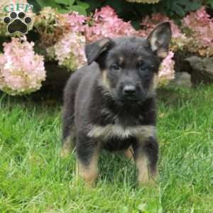 Fletcher, German Shepherd Puppy