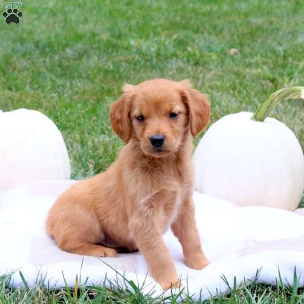 Flicka, Golden Retriever Puppy