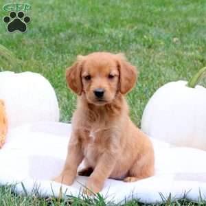 Flicka, Golden Retriever Puppy
