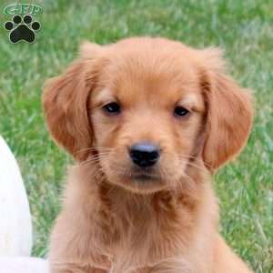 Flicka, Golden Retriever Puppy