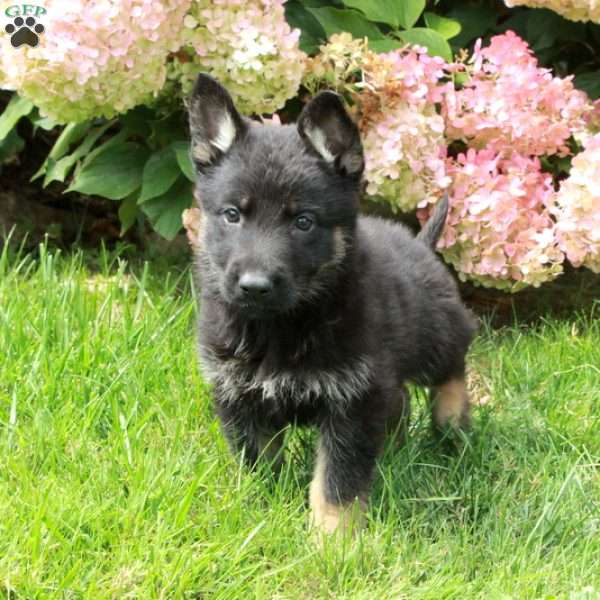 Flora, German Shepherd Puppy