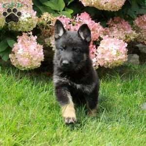 Flora, German Shepherd Puppy