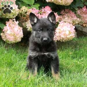Flora, German Shepherd Puppy