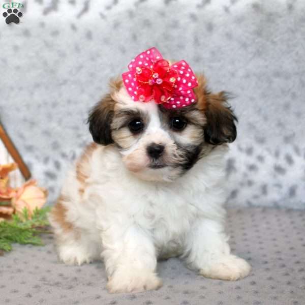 Fluffy, Teddy Bear Puppy