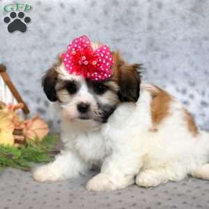 Fluffy, Teddy Bear Puppy