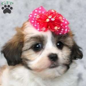 Fluffy, Teddy Bear Puppy