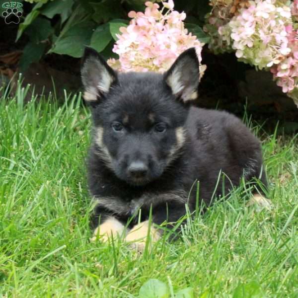 Ford, German Shepherd Puppy