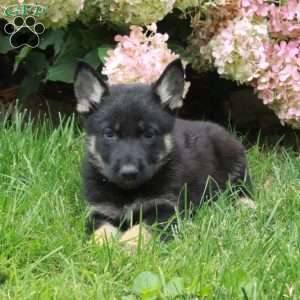 Ford, German Shepherd Puppy