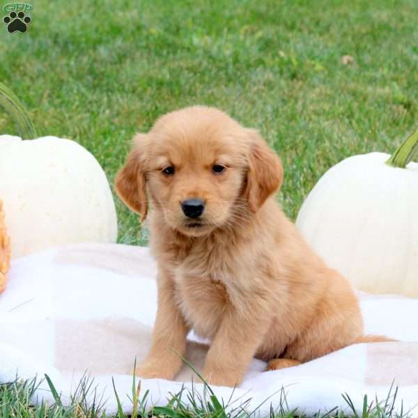 Foster, Golden Retriever Puppy