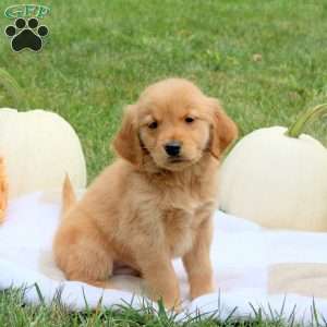 Foster, Golden Retriever Puppy