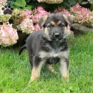 Foster, German Shepherd Puppy