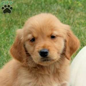 Foster, Golden Retriever Puppy