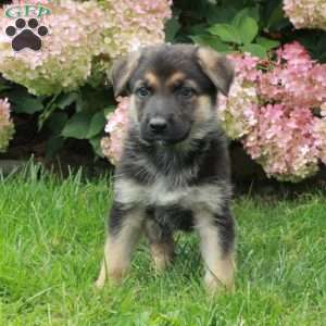 Foster, German Shepherd Puppy