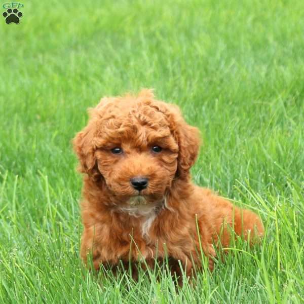 Fozzie, Miniature Poodle Puppy