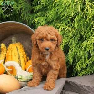 Fozzie, Miniature Poodle Puppy