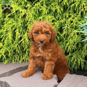 Fozzie, Miniature Poodle Puppy