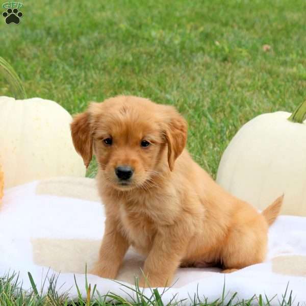 Frankie, Golden Retriever Puppy