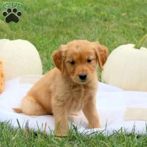 Frankie, Golden Retriever Puppy