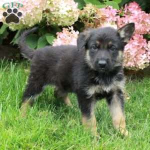 Frankie, German Shepherd Puppy