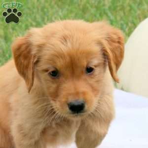 Frankie, Golden Retriever Puppy