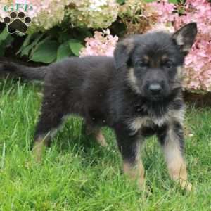 Frankie, German Shepherd Puppy