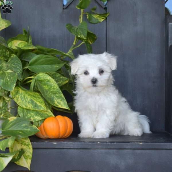 Franklin, Maltese Puppy