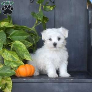 Franklin, Maltese Puppy