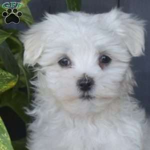 Franklin, Maltese Puppy
