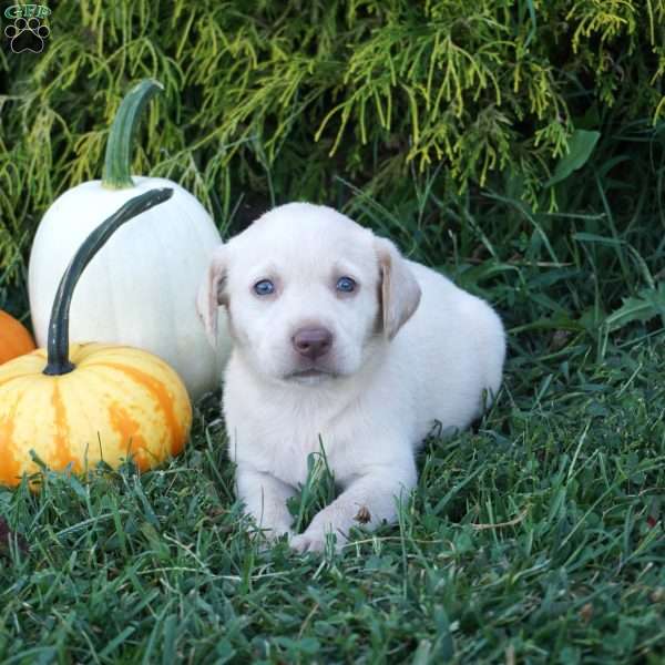 Freya, Yellow Labrador Retriever Puppy