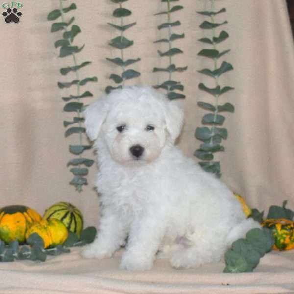 Frisco, Bichon Frise Puppy