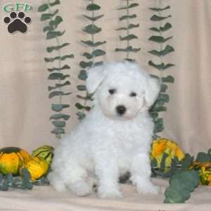 Frisco, Bichon Frise Puppy