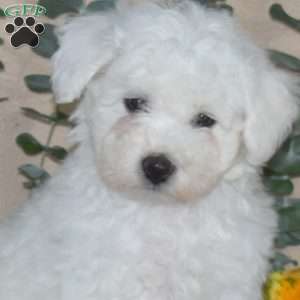 Frisco, Bichon Frise Puppy