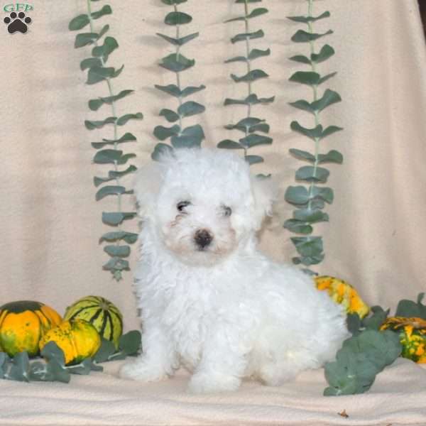 Frosty, Bichon Frise Puppy